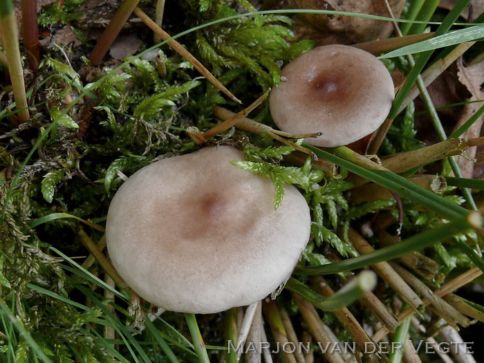 Roodgrijze melkzwam - Lactarius vietus